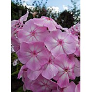Флокс Phlox Мисс Ольга